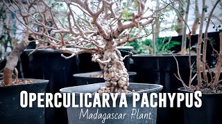 Operculicarya Pachypus  Natural Bonsai Dari Madagascar [upl. by Cissiee]