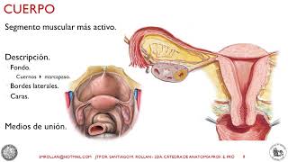 DISTOCIAS FETALES CARA frente Bregma SITUACIÓN OCCÍPITOPOSTERIOR PERSISTENTE y ¡Mucho más [upl. by Ynnelg]