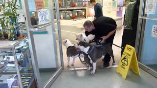 3 Pit Bulls in a Pet Store  MUST WATCH [upl. by Farlee]