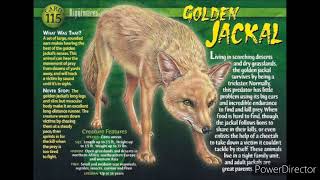 golden jackal sound effects [upl. by Alecram772]