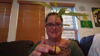 Vlog 145  Plant updates  How to propagate Monstera Plants [upl. by Funda952]