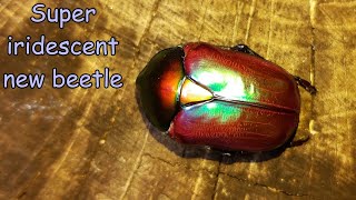 Super iridescent beetle A freshly emerged Cetonischema speciosa jousselini [upl. by Soelch94]