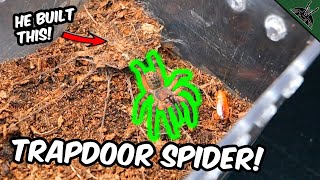 TRAPDOOR SPIDER Builds a Trapdoor  super slow mo feedings [upl. by Fernanda]