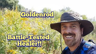 Goldenrod  Western Canada Goldenrod  Identification and Edible and Medicinal Uses [upl. by Heller]