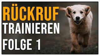 Perfekter Rückruf So kommt dein Hund zuverlässig  Rückruftraining Teil 1 [upl. by Otanutrof438]