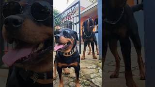 Alpha Rottweiler  barking sound angrypuppy dog viral rottweiler cutepet angry cutepuppy [upl. by Zeeba]