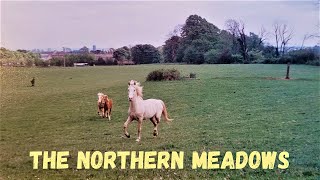 The Northern Meadows when it was a horses field Whitchurch Cardiff [upl. by Dawson850]