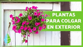 10 PLANTAS COLGANTES de EXTERIOR 🌸🌿 de Sol y de Sombra [upl. by Adniuqal]