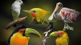 Neotropical Birds Singing  Colorful Birds [upl. by Joerg664]