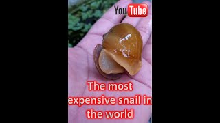 The most expensive snails in the world 1kg is 100usd insects snail Goldenssnail [upl. by Airdnas]