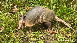 Ninebanded armadillo Dasypus novemcinctus [upl. by Sirob]