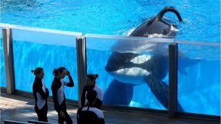 Tilikum SeaWorlds most famous orca whale has died [upl. by Seabrook]