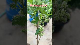 Mulberry plant  mulberryfruit mulberryplant edibleberries terracegarden [upl. by Holtorf]