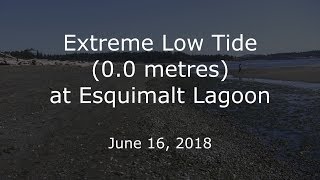 Extreme Low Tide at Esquimalt Lagoon [upl. by Asseneg]