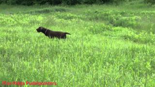 pine ridge pudelpointer  Mickey at 5 months [upl. by Enailil690]