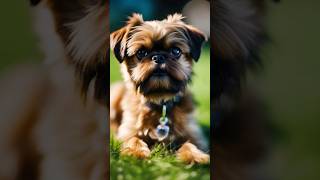 벨지안그리펀brussels griffon에 관한 3가지 흥미로운 사실 리얼 사실 여러가지 사실놀라운 사실 facts brusselsgriffon animals [upl. by Akerley]