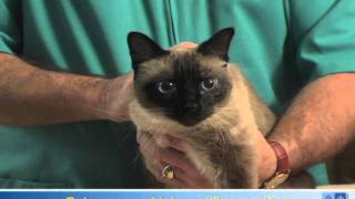 How To Apply Eye Drops or Ointment to Your Cats Eyes [upl. by Jeunesse]