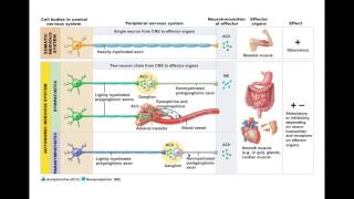 Chapter 146 ANS Neurotransmitters and Receptors BIO201 [upl. by Freya897]