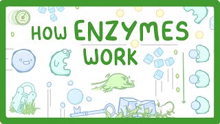 GCSE Biology  What are Enzymes [upl. by Penland]