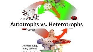 Autotrophs vs Heterotrophs [upl. by Eiramannod]