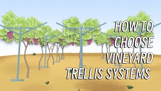 Various trellis systems for different varieties of grapes [upl. by Allekim]