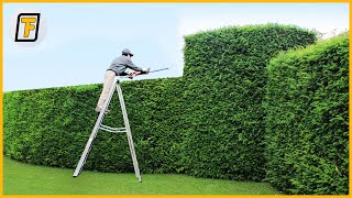 ⚡ OVERGROWN Hedges Are Cut Like CHEESE  Satisfying Hedge Trimming  Lawn Care amp Grass Cutting [upl. by Elmore]