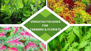 Versatile Foliages for Flower Farmers and Florists [upl. by Rotow]