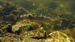 Lahontan cutthroat return to Fallen Leaf Lake [upl. by Tri]