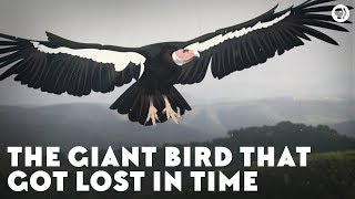 The Giant Bird That Got Lost in Time [upl. by Sheilah]