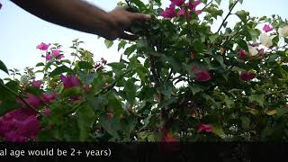 10STEP GUIDE to turn YOU into a pro at PROPAGATING BOUGAINVILLEAS from CUTTINGS Bougainvillea [upl. by Nyladnarb]