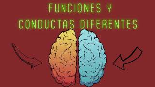 Hemisferios cerebrales y sus funciones D [upl. by Yekcir]