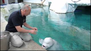 BELUGAS OCEANOGRAFIC CIUDAD ARTES Y CIENCIAS VALENCIA [upl. by Monique]