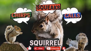 Squirrel 🐿 sound  squirrel noises sound  loud squirrel 🐿 chirping sound  grey squirrel call [upl. by Justinn]