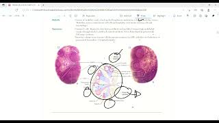 Lymph node  Lymphoid Structures  Immunology  First Aid Lectures  Lec1 drjamillectures [upl. by Enaujed]