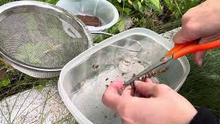 How to harvest Common SelfHeal Prunella vulgaris var lanceolata [upl. by Ttekcirc]