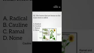 Types of leaves  Radical cauline and ramal  Angiosperms  Biology biology neetmcq cee shorts [upl. by Belmonte]