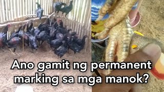 Breeding and selection Paano maiwasan ang inbreeding depression sa inbreeding method [upl. by Aseral]