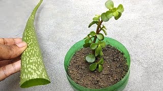 Grow any plants from cuttings using natural rooting hormone  Grow from cuttings [upl. by Hpesoj]