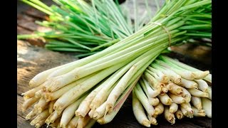 How to prepare Lemongrass for cooking [upl. by Ynnaffit]