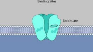 Allosteric Modulation of GABAA Receptor Channels by Steroids [upl. by Mctyre567]