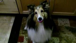 Talking Sheltie Dog [upl. by Danforth568]