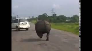 Hippopotamus Car Chasing and Attacks Amazing Videos [upl. by Nhoj]