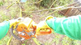 groundsman work on a eucalyptus removal [upl. by Narod]