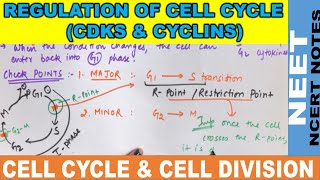 Regulation of cell cycle by cdks and cyclins in Hindi  Cell cycle check points  NEET  CSIR  CBSE [upl. by Carmelina]