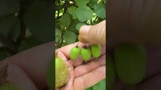 Kiwi or Grape Types of kiwi fruit we grow are Fuzzy and Hardy kiwis Actinidia kiwi garden [upl. by Rogerson71]