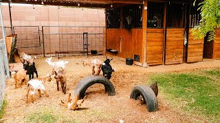 Baby Goats JUMPING PLAYING RUNNING amp FIGHTING 😂 [upl. by Eedyaj887]