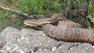 Змеи Приморского края Herping in Russia Snakes of Primorsky Kray [upl. by Atorod]