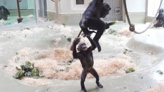 Bonobos spielen toben und Kinder sind begeistert Funny Monkeys [upl. by Yseulta]