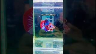 promo sepair 100k yg mau gass langsung wa 🥰😍🤑 cupang bettafish aquarium cupangcantik bettas [upl. by Angi432]