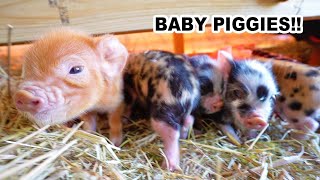 First 72 hrs with Kune Piglets Newborn Pastured Pigs [upl. by Gustav]